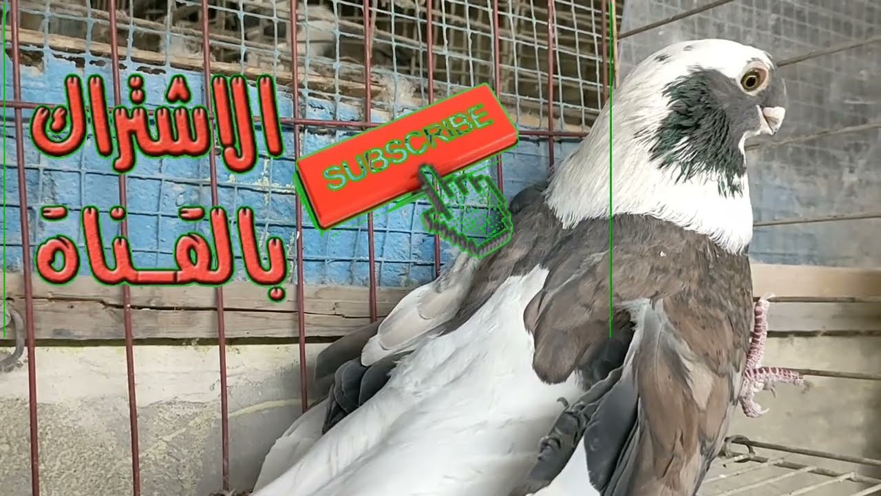 اقوى علاج لمرض ورم المفصل عند الحمام او السالمونيلا المفصليه عند الحمام الاسم العلمي الباراتيفويد