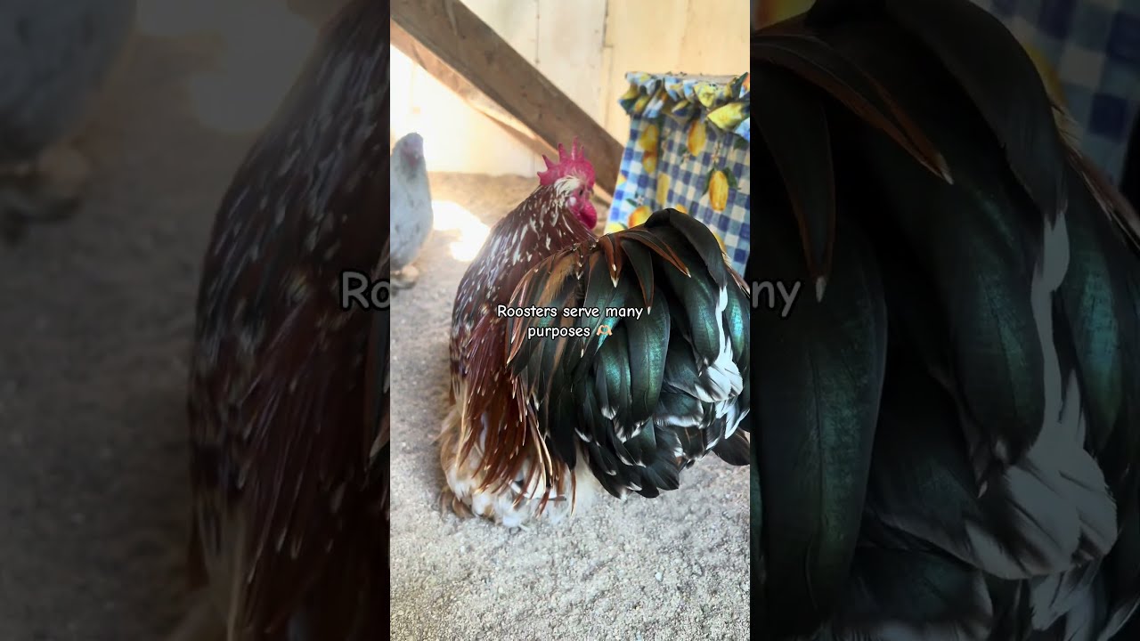 Roosters encourage hens to lay! 🐓🥚 #rooster #roosters #crazychickenlady #hens #hen #homestead