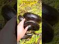 Still Hunting the 20ft Monster 😱🐍🔥” #shorts #amazon #anaconda