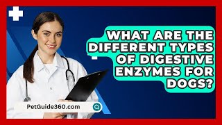 What Are The Different Types Of Digestive Enzymes For Dogs? - Petguide360.Com
