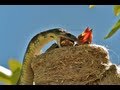 AMAZING WILDLIFE ENCOUNTER- Tiger Snake eats Willie Wagtails