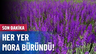 Mor Çiçek Tarlaları Göz Kamaştırıyor