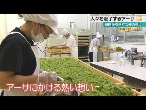 栄養満点！沖縄の海の幸『アーサ』　生産から加工までの現場に密着