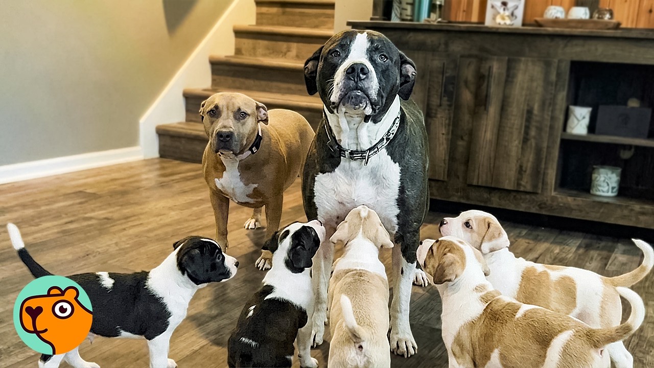 Two Pit Bulls Team Up to Raise Foster Puppies | Cuddle Buddies