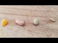 Evolución de semillas de frijol o habichuela/Germinar semillas/ Seed germination