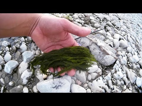 ხავსის მოპოვება და შენახვა