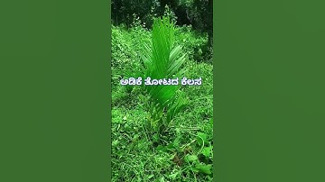 ಅಡಿಕೆ ತೋಟದ ಕೆಲಸ