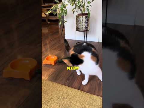 Cats vs Cumcumber