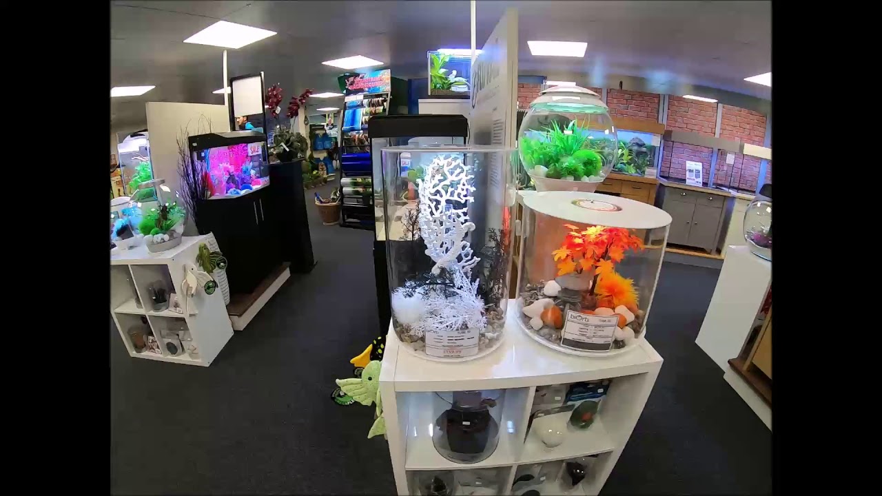 Inside Our Shop A Quick Little Tour Of Our Aquariums On Display Youtube