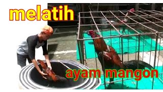 Download Lagu latihan ayam mangon, pake cara ini MP3