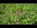 Vietnamese basil oil producing