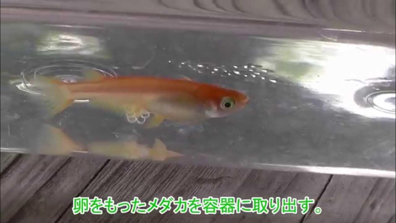 メダカの卵を採取 Youtube