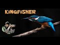 Photographing common kingfisher in the rain