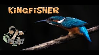 Photographing common kingfisher in the rain