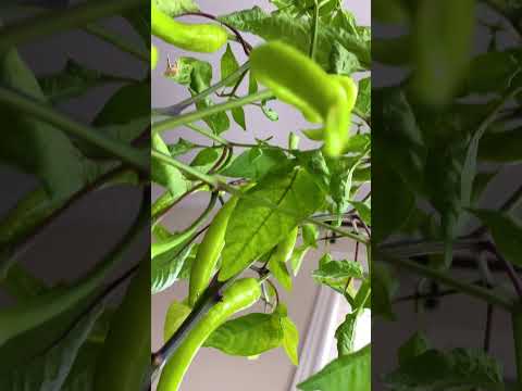Video: Peperplant produceert niet - Redenen voor peperplant zonder bloemen of fruit
