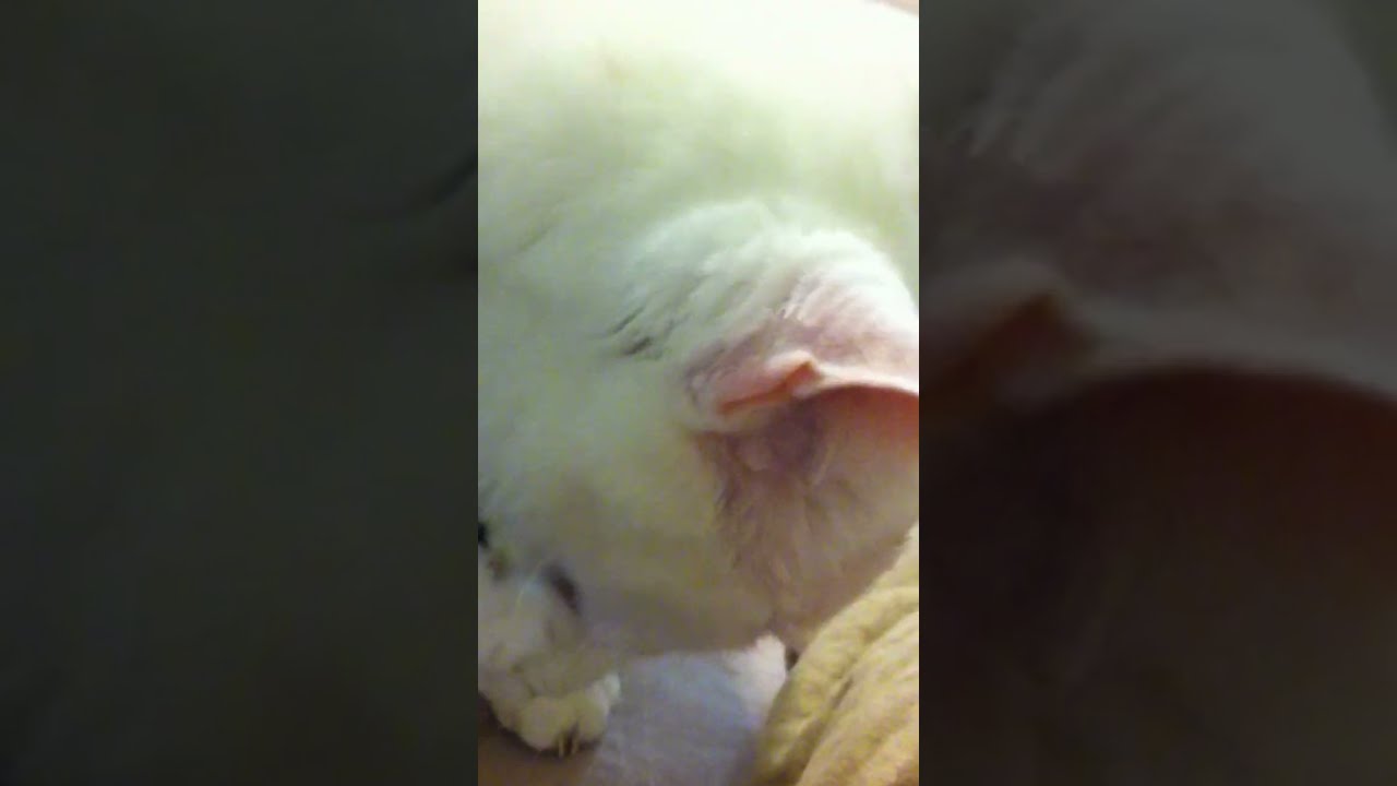A Cyst Popped On My Cat s Head YouTube A Cyst Popped On My Cat s Head YouTube
