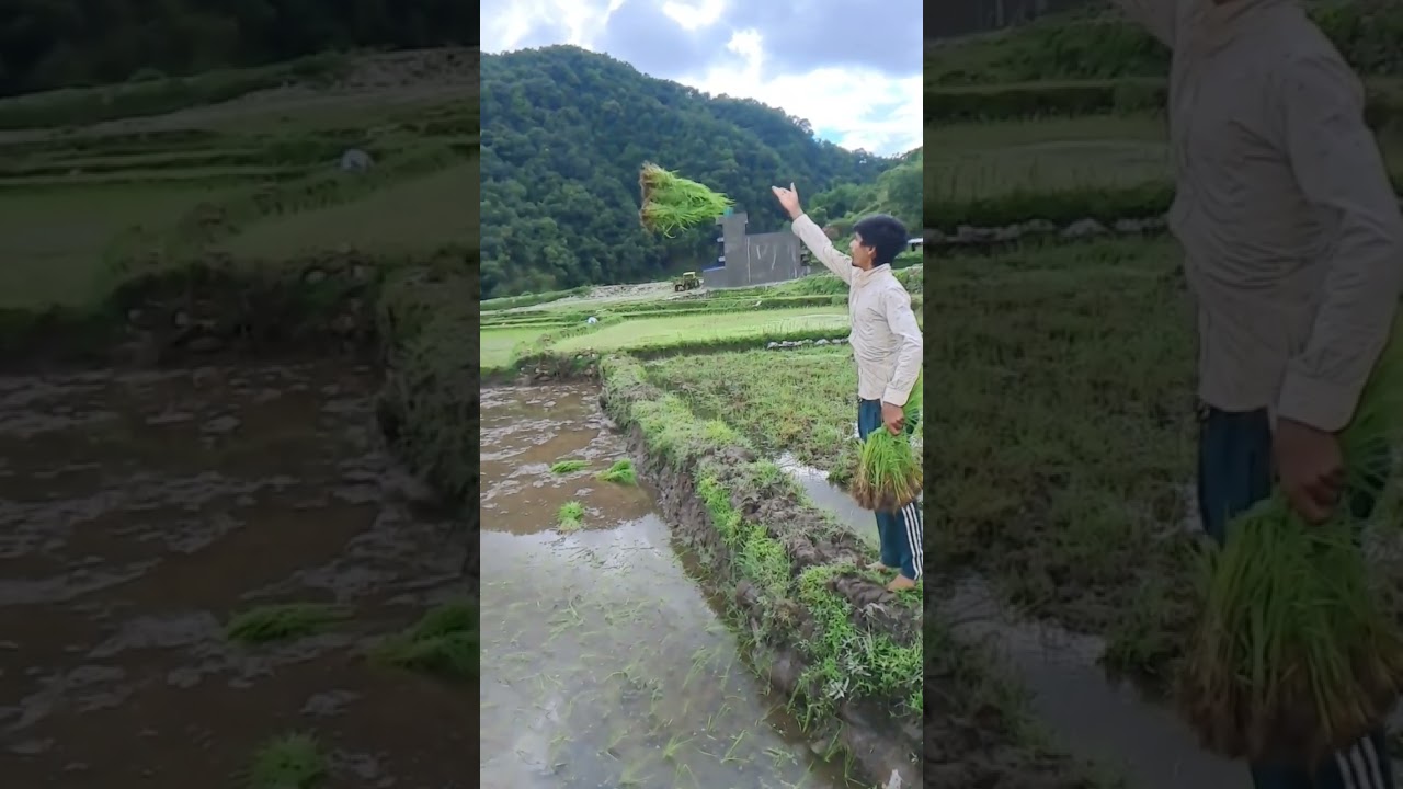 Crazy way to planting Paddy.. 