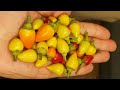 زراعة الفلفل الحار من البذور الى الثمرة بمقطع فيديو واحد  _ Growing hot peppers from seeds