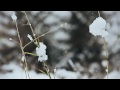 Late - Salomon Freeski TV S8 E04