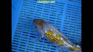 Ginrin Ochiba 11-D-526 - Koda Hd