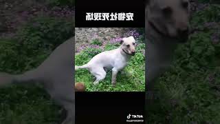 animal funny videos #Shorts #Dog #Cat #Funnyanimals #Animalmemes