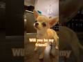 Will you be my friend? 🐶#puppy #chihuahua #cutedog #dogshorts #short