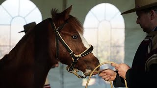 1er taller de preparación de caballos para exposiciones