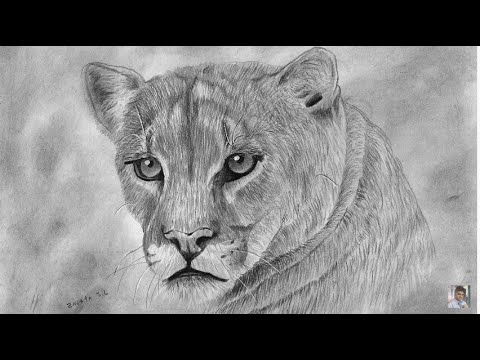 Puma ( Dibujo realista a lápiz y boligrafo) | Puma (Realistic pencil and  pen drawing) | - thptnganamst.edu.vn