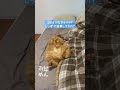 꼬리로 대답하는 고양이