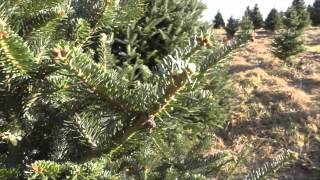 Picking out a live Christmas tree