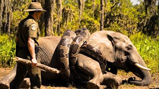 Celebrity Giant Python Attacks Mother Elephant! Baby Screams for Rescue 😱🐘 Profile