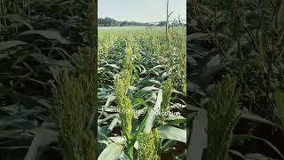 Grain sorghum is coming on. Comment and guess the yield #farming #sorghum #milo