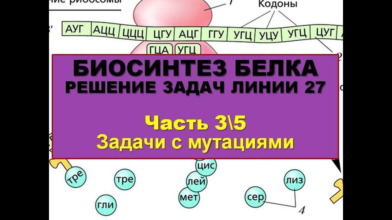 Решение задач на биосинтез белка решение задач механическое колебание