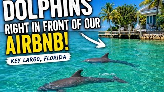 Dolphins Right in Front of Our Airbnb in Key Largo 🐬✨ | Florida Wildlife Experience