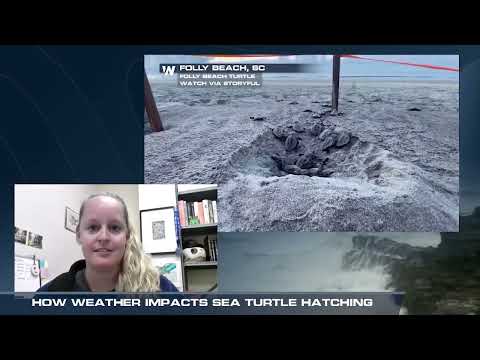 How Weather Impacts Sea Turtle Hatching