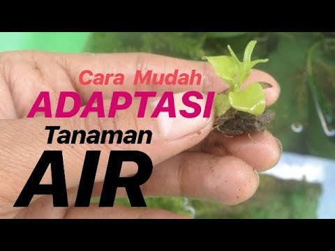 Video: Bagaimana adaptasi tumbuhan terhadap kehidupan di darat?