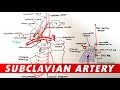 Anatomy - Subclavian artery branches