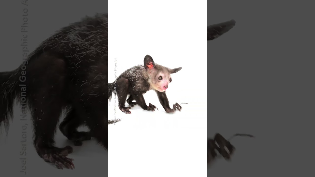 Film backdrop image for Keep an eye out for an Aye-Aye! (2025)