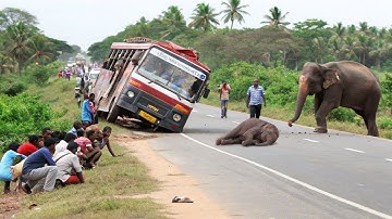 "Wild Elephant Attacks People and Vehicles | Sudden Jungle Road Chaos in Sri Lanka!"#elephantattack