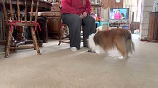 Reba - Intro to Nosework 1-6 Initial Odor Imprinting Birch