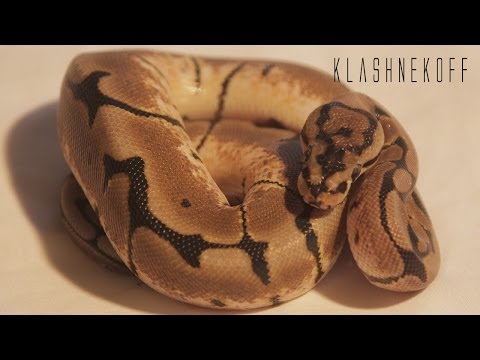 Male Spider Ball Python "Klashnekoff"