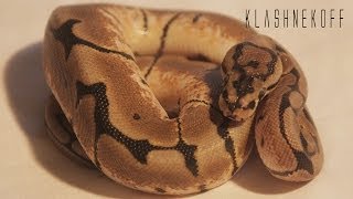 Male Spider Ball Python Klashnekoff