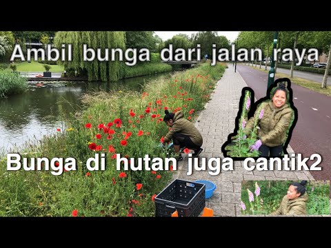  Bunga  bunga  di hutan juga  tidak kalah indah menanam 