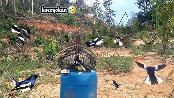 gampang bener mikat burung kacer di derah sini🤣
