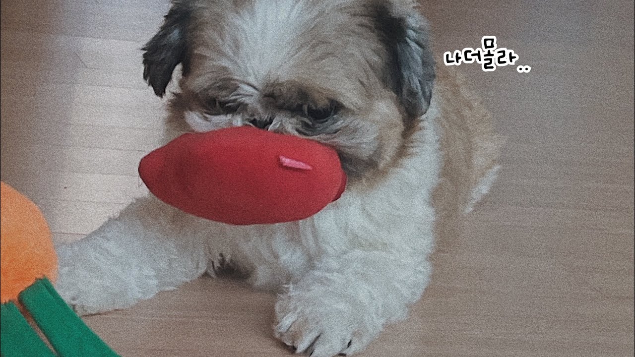 누가 누구랑 놀아주는걸까