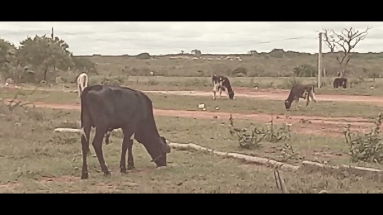 Mostrando o gado pastando 🐄🐂