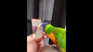 Croky. Lori Van De Blauwe Bergen