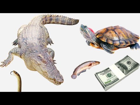 Video Đi bắt tắc kè để mua thức ăn cho cá sấu, rùa và cái... - youtube