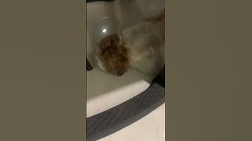 Bozo tries to make a loop again! #funny #loop #makeup #satisfyingloop #goshort #gettinglate #slather