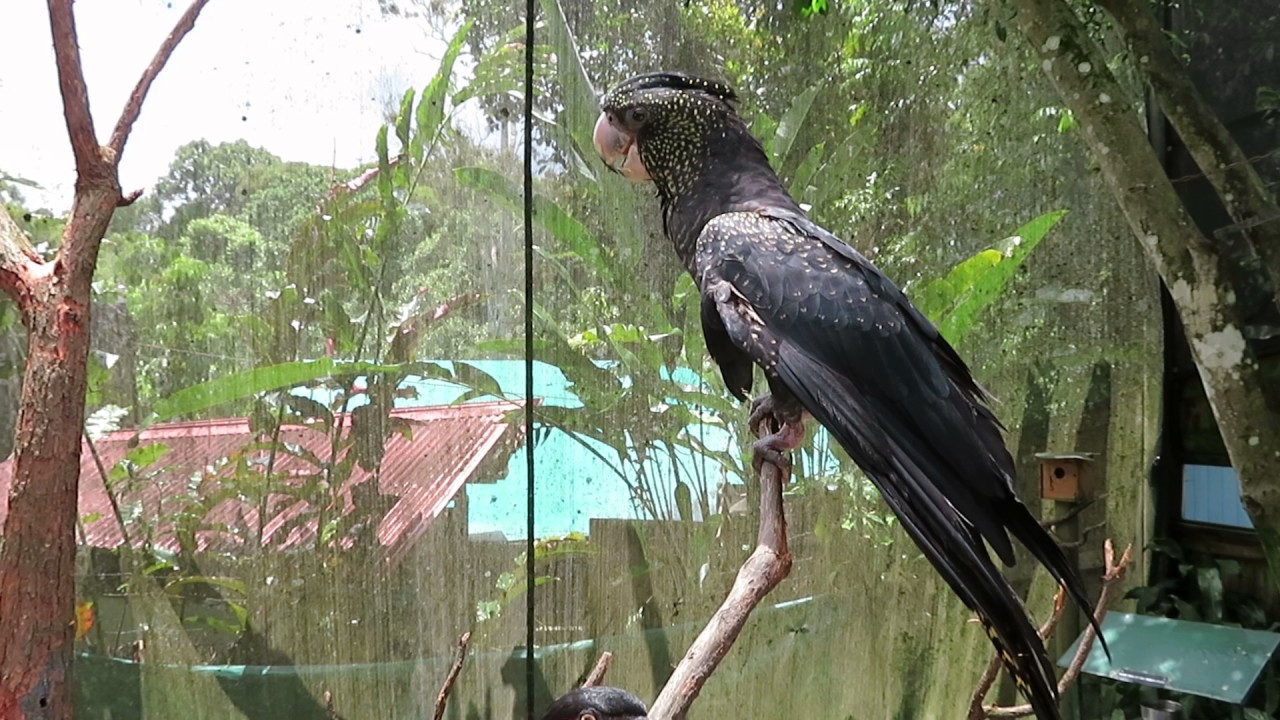 Black cockatoo YouTube
